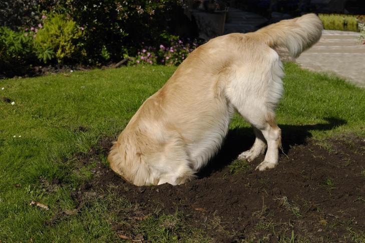 surepave-dog-digging-lawn